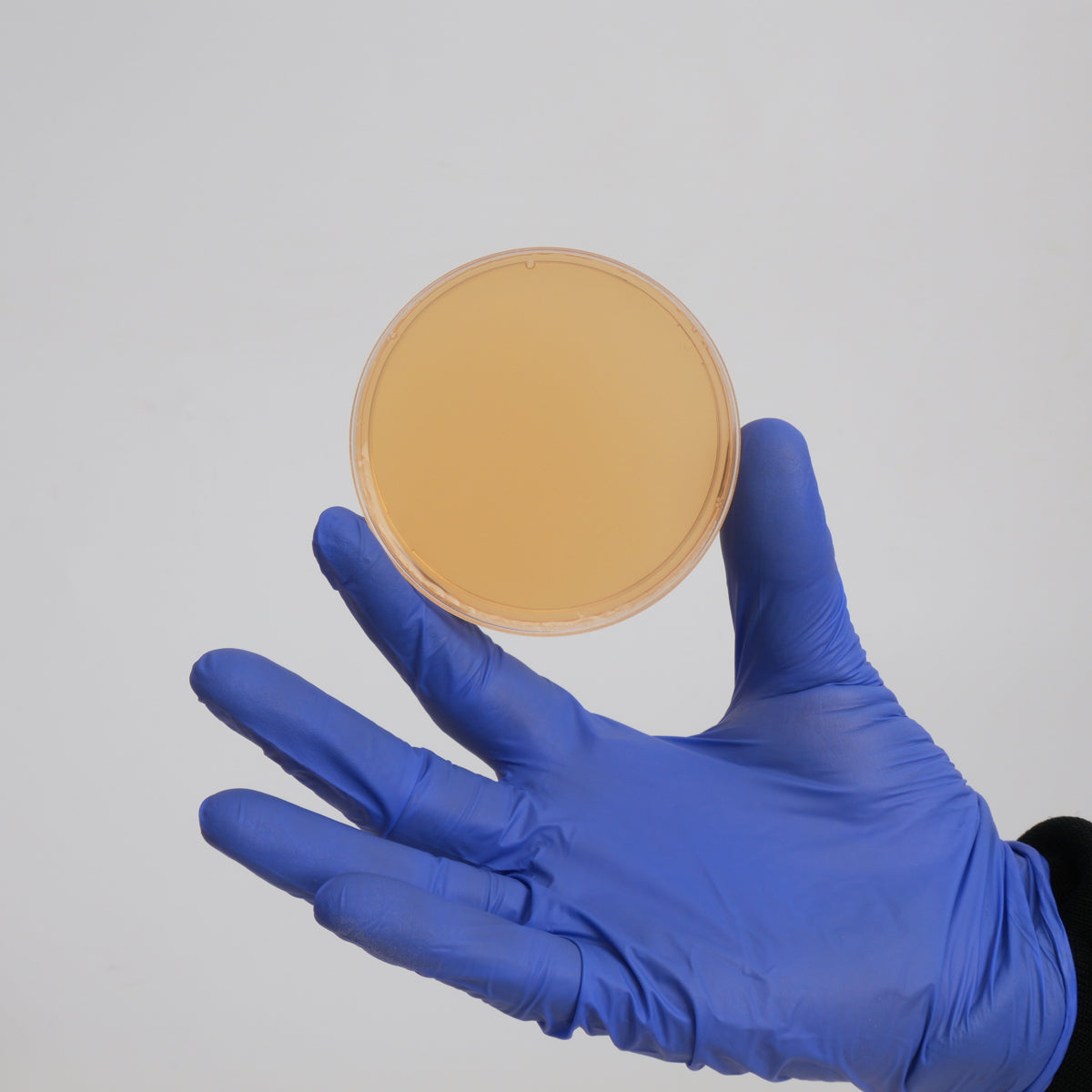Sorghum-Agar für Pilzkulturen