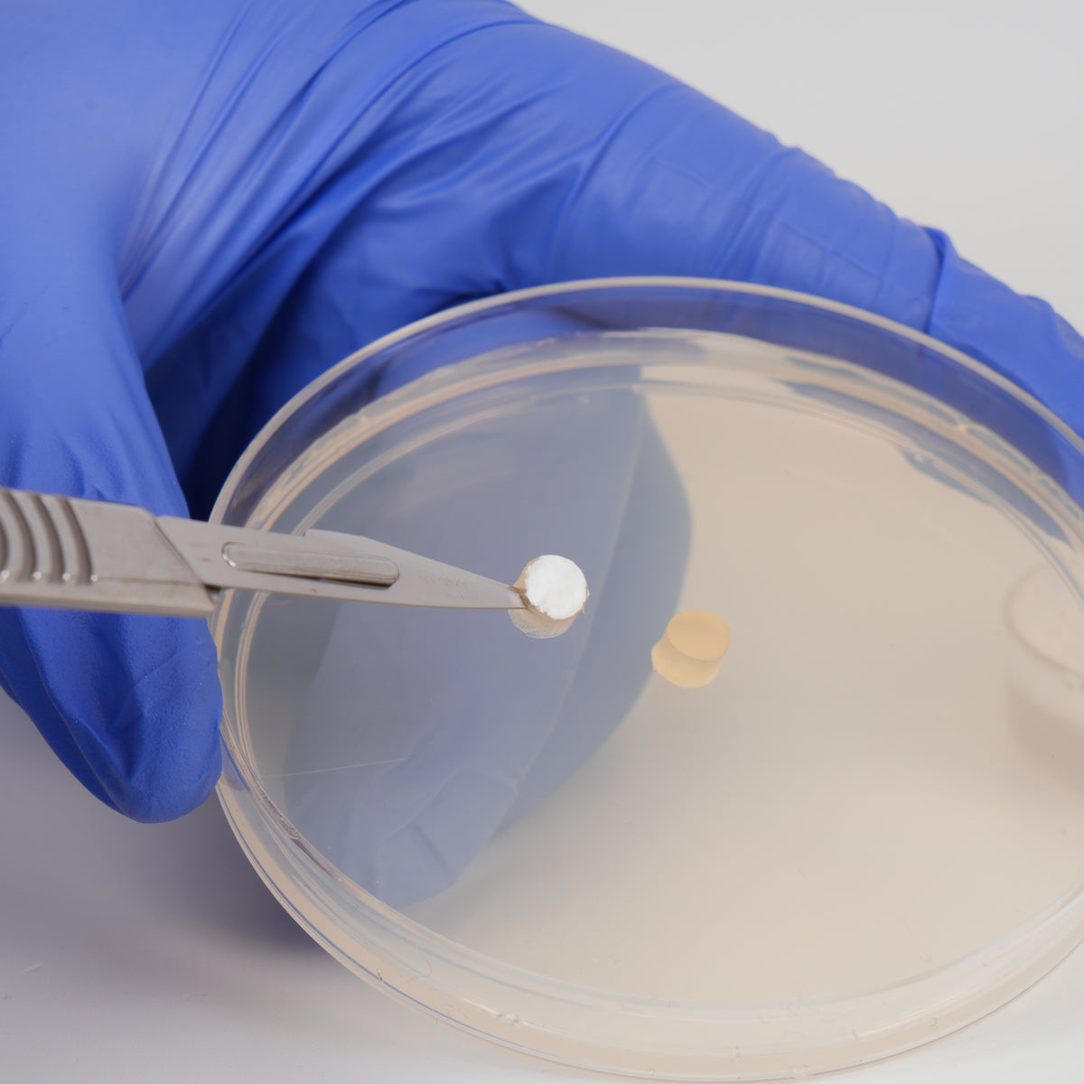 6 mm Agar-Stanz-Transferwerkzeug (Edelstahl medizinisch)