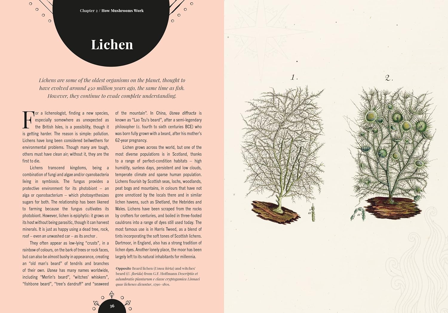 Kew - The Magic of Mushrooms : Fungi in folklore, superstition and traditional medicine