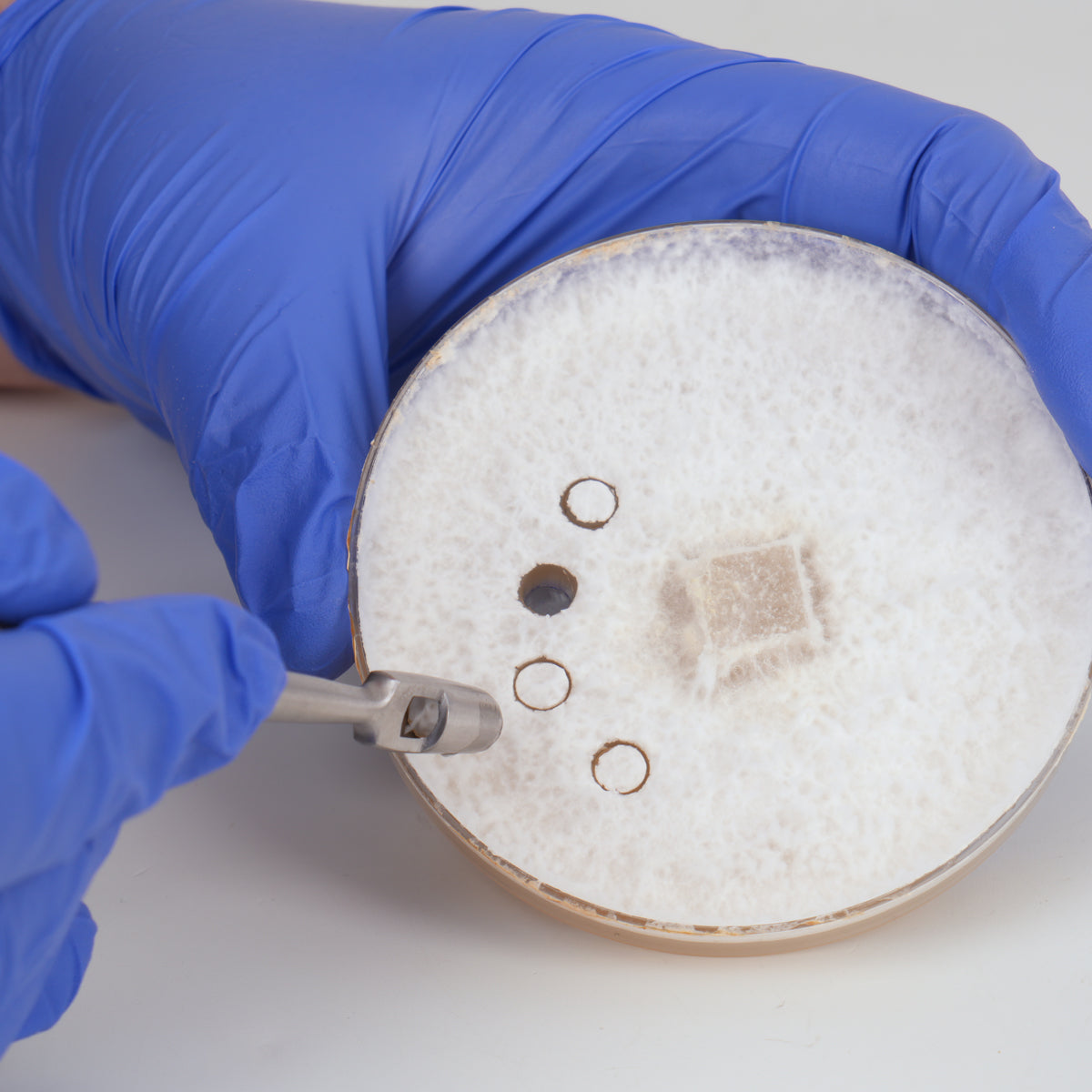 6 mm Agar-Stanz-Transferwerkzeug (Edelstahl medizinisch)