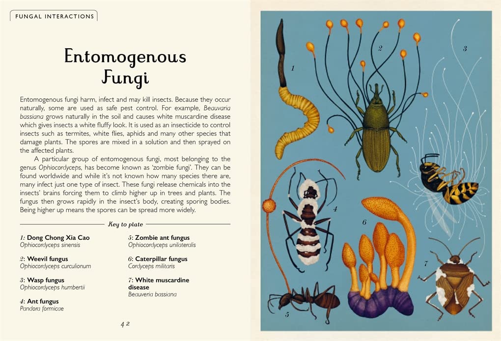 Fungarium (Willkommen im Museum) Gebundene Ausgabe
